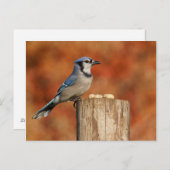 Carte Postale Blue Jay (Devant / Derrière)