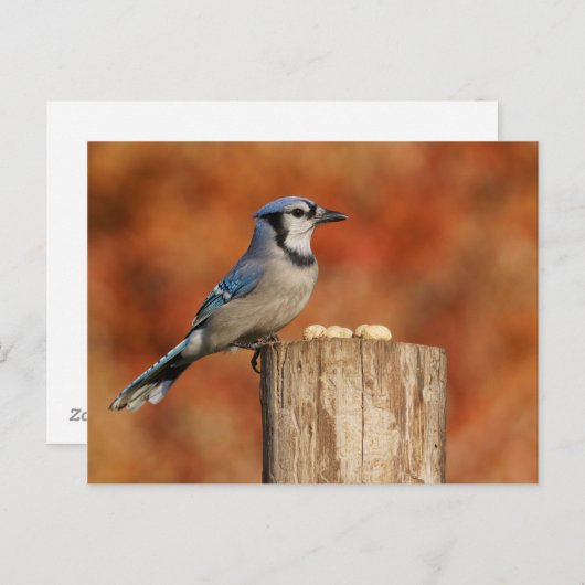 Carte Postale Blue Jay (Devant / Derrière)