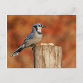 Carte Postale Blue Jay (Devant)