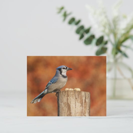 Carte Postale Blue Jay (Debout devant)