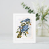 Carte Postale Blue Jay (Debout devant)