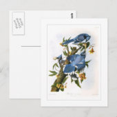 Carte Postale Blue Jay (Devant / Derrière)