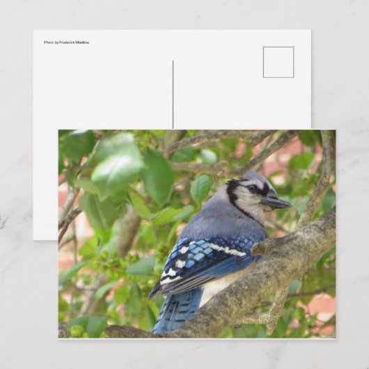 Carte Postale Blue Jay (Devant / Derrière)