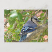 Carte Postale Blue Jay (Devant)