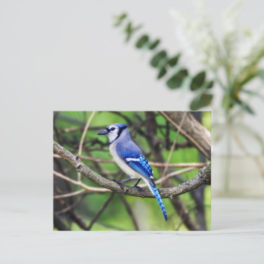 Carte postale Blue Jay (Debout devant)