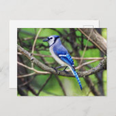 Carte postale Blue Jay (Devant / Derrière)