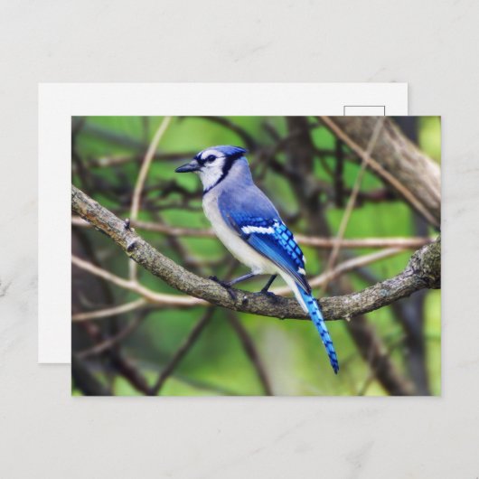 Carte postale Blue Jay (Devant / Derrière)