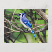 Carte postale Blue Jay (Devant)