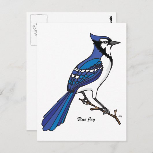 CARTE POSTALE BLUE JAY (Devant / Derrière)