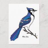 CARTE POSTALE BLUE JAY (Devant)
