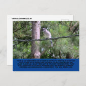 Carte postale Blue Jay (Devant / Derrière)