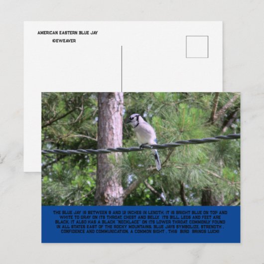 Carte postale Blue Jay (Devant / Derrière)