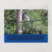 Carte postale Blue Jay (Devant)