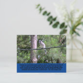 Carte postale Blue Jay (Debout devant)