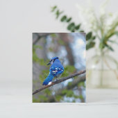 Carte Postale Blue Jay (Debout devant)