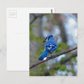 Carte Postale Blue Jay (Devant / Derrière)