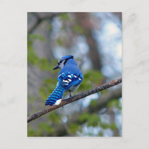 Carte Postale Blue Jay