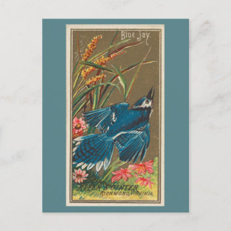 Carte Postale Blue Jay