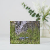 Carte postale Blue Jay Bird (Debout devant)