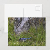 Carte postale Blue Jay Bird (Devant / Derrière)