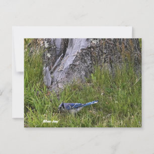 Carte postale Blue Jay Bird