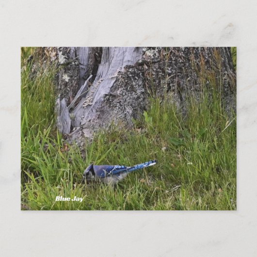 Carte postale Blue Jay Bird (Devant)