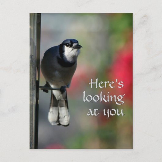 Carte Postale Blue Jay Curious Gaze Photographic (Devant)
