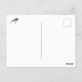 Carte Postale Blue Jay Curious Gaze Photographic (Dos)