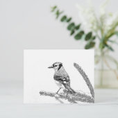 Carte Postale Blue Jay en hiver croquis (Debout devant)
