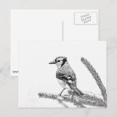 Carte Postale Blue Jay en hiver croquis (Devant / Derrière)