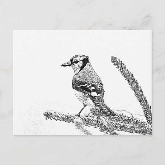 Carte Postale Blue Jay en hiver croquis (Devant)