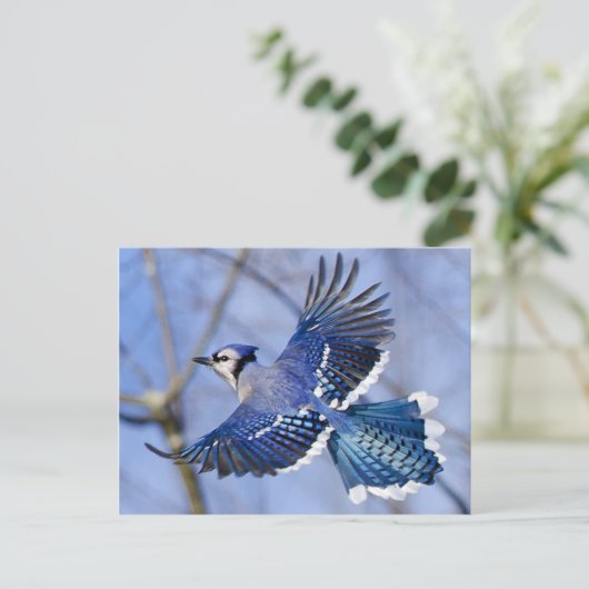 Carte postale Blue Jay en vol (Debout devant)