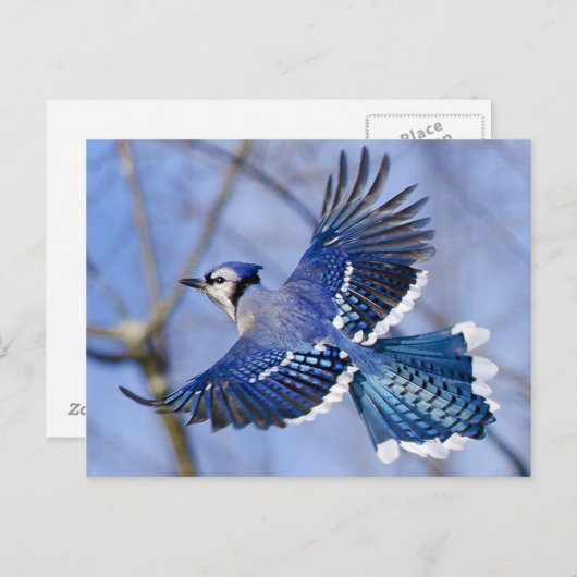 Carte postale Blue Jay en vol (Devant / Derrière)