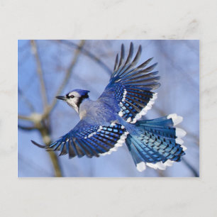 Carte postale Blue Jay en vol
