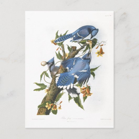Carte Postale Blue Jay, John James Audubon (Devant)