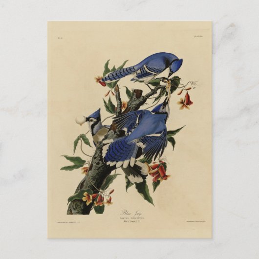 Carte Postale Blue Jay - Les oiseaux d'Amérique de John James Au (Devant)