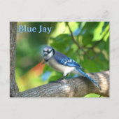 Carte Postale Blue Jay Nature photographique personnalisable (Devant)