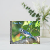 Carte Postale Blue Jay Nature photographique personnalisable (Debout devant)