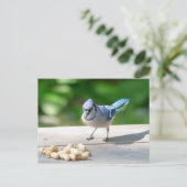 Carte Postale Blue Jay obtient une cacahuète (Debout devant)