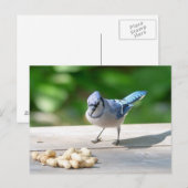 Carte Postale Blue Jay obtient une cacahuète (Devant / Derrière)