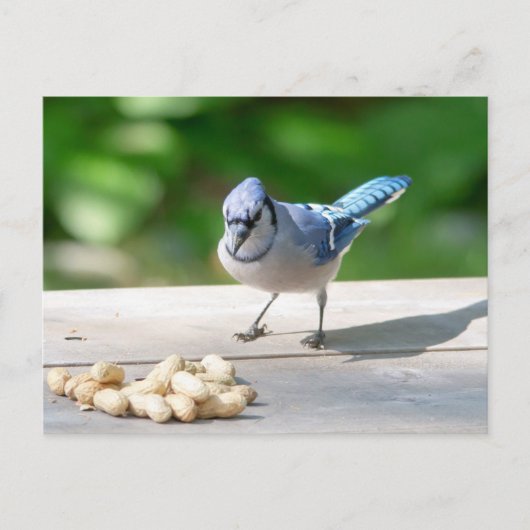Carte Postale Blue Jay obtient une cacahuète (Devant)