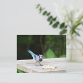 Carte Postale Blue Jay obtient une cacahuète (Debout devant)