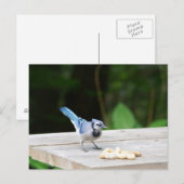Carte Postale Blue Jay obtient une cacahuète (Devant / Derrière)