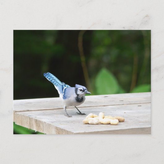 Carte Postale Blue Jay obtient une cacahuète (Devant)