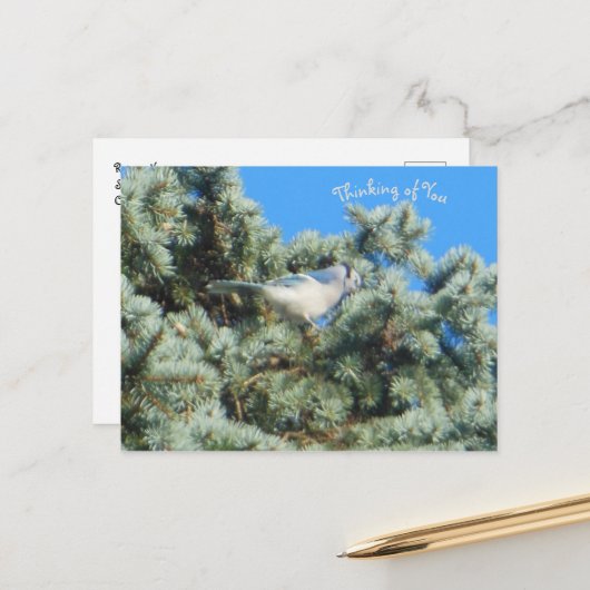 Carte Postale Blue Jay pense à toi (Devant/Arrière en situation)