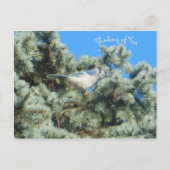 Carte Postale Blue Jay pense à toi (Devant)