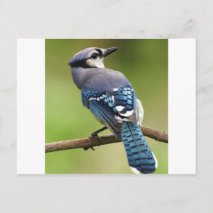 Carte Postale Blue Jay penser à toi ami famille maman papa