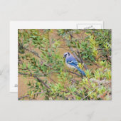 Carte Postale Blue Jay sur Southern Wax Myrtle (Devant / Derrière)