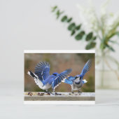Carte Postale Blue Jays (Debout devant)
