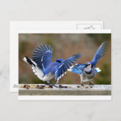 Carte Postale Blue Jays (Devant / Derrière)